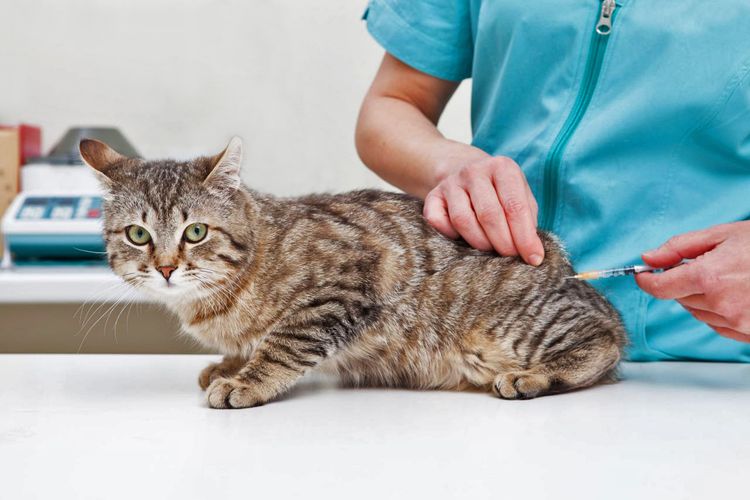 Vacunación para gato adulto
