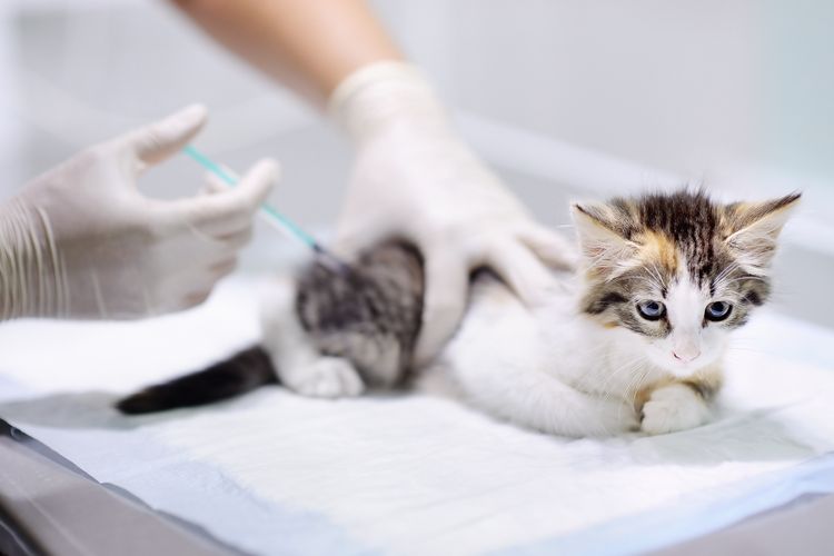 Vacuna combinada para gatos
