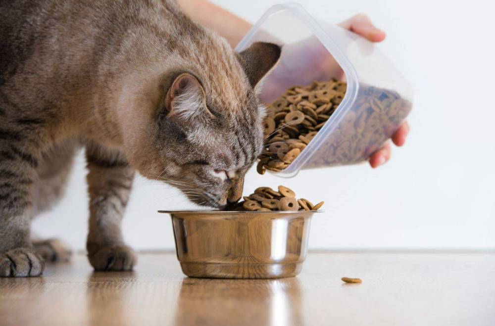 Comida para gatos en un cuenco y un gato