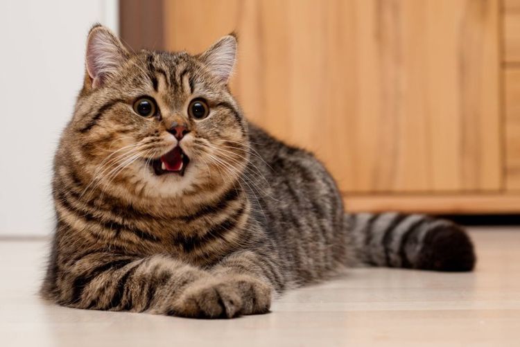 La gata respira frecuentemente con el abdomen.