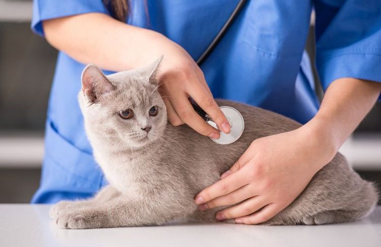 El veterinario examina a la gata