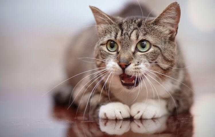El gato respira con frecuencia