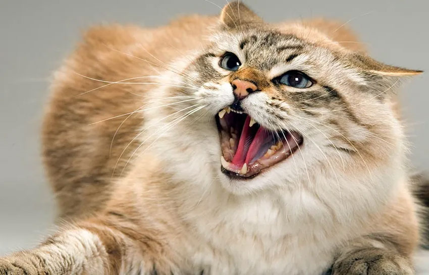 Hiperactividad y agresión en gatos bajo estrés