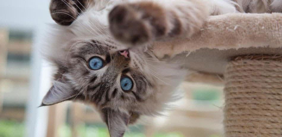 Hiperactividad en gatos - causas, eliminación