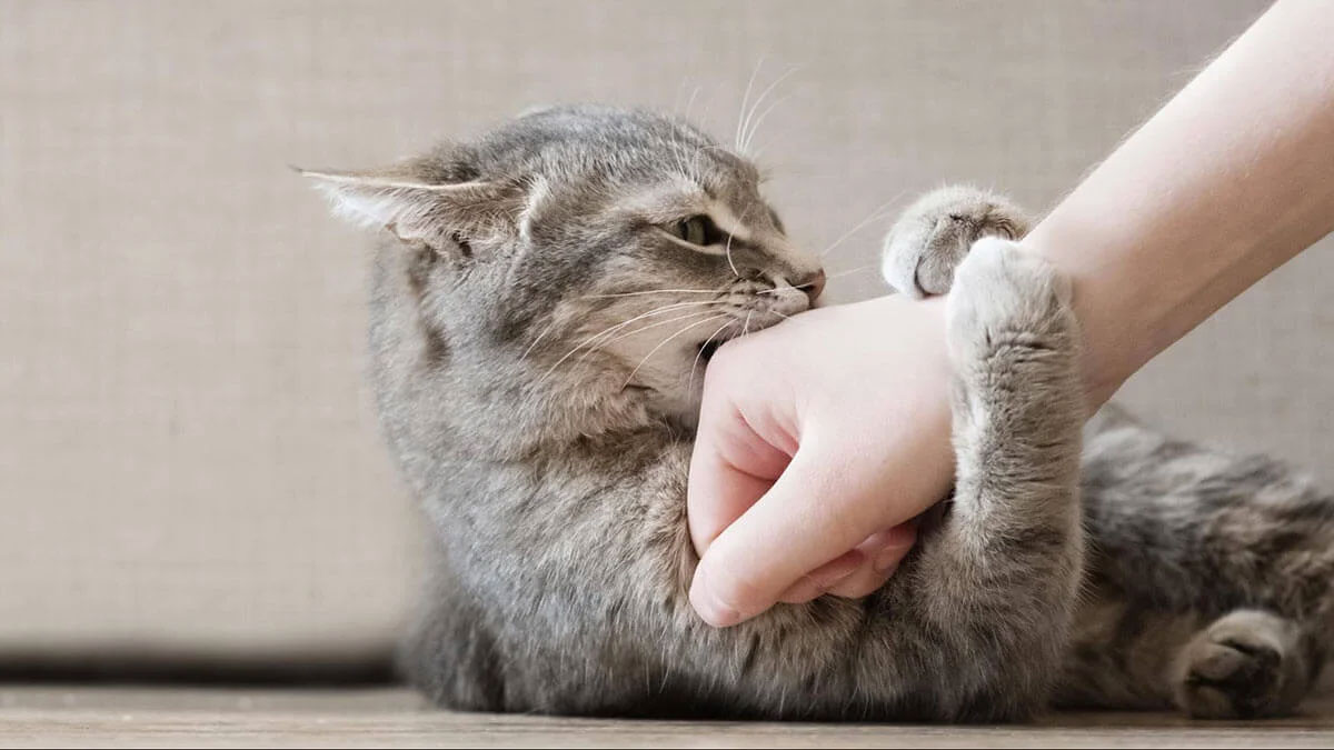 Gato hiperactivo y agresivo: ¿qué hacer?