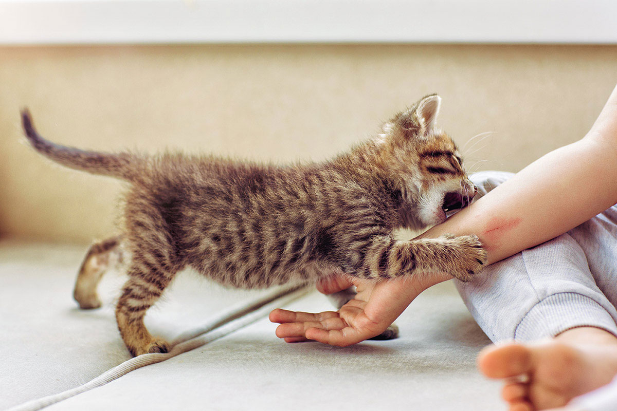 Gatito hiperactivo