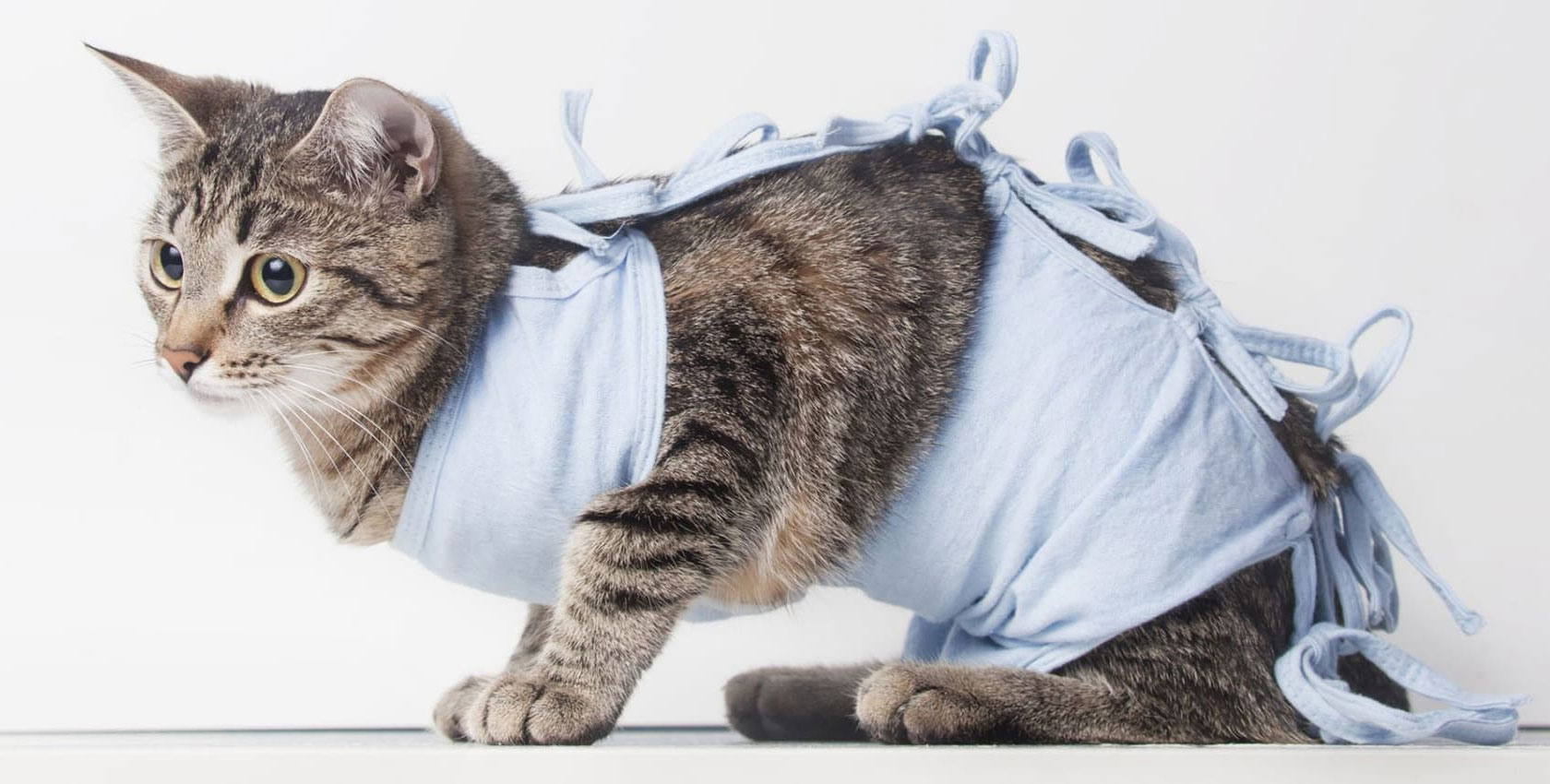 Esterilización de la gata
