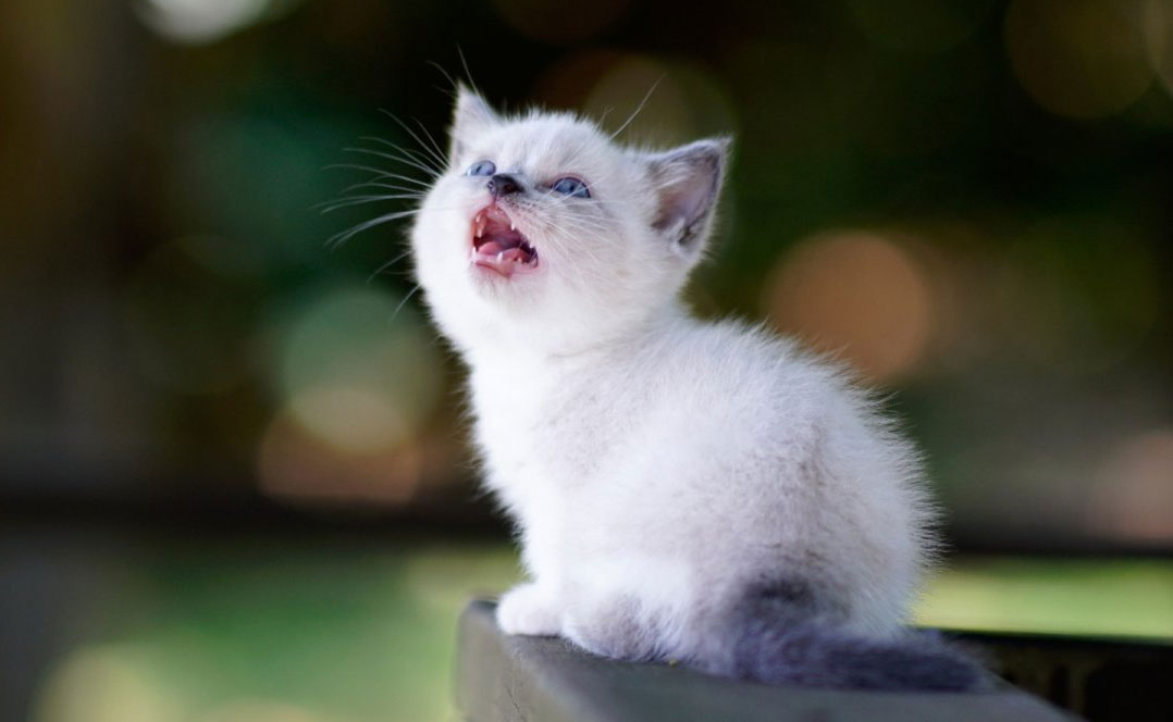 Por qué el gatito maúlla por las noches