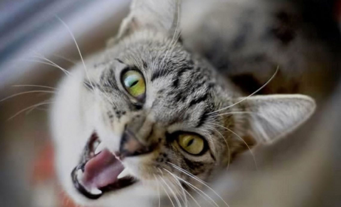 Por qué el gato adulto maúlla por las noches