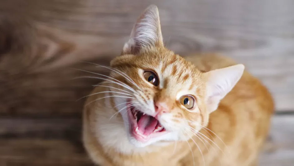 ¿Por qué el gato maúlla y qué hacer al respecto?
