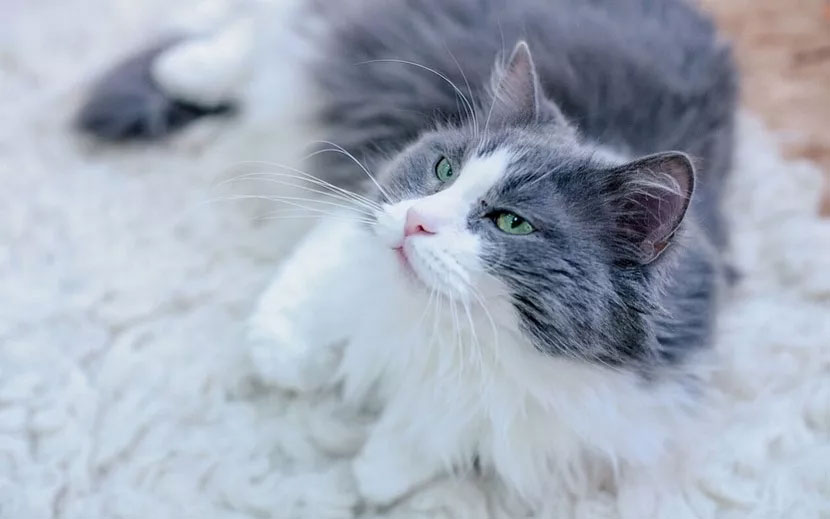 Comportamiento del gato durante el período de «celo»