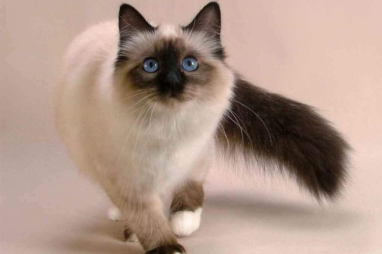 El gato cojea de la pata delantera