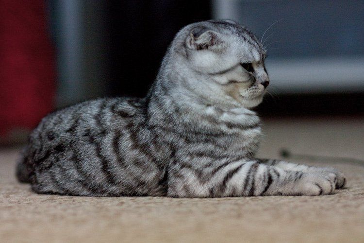 Gato escocés tumbado