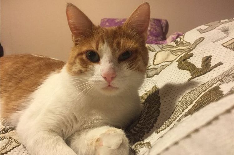 El gato está tumbado en la cama