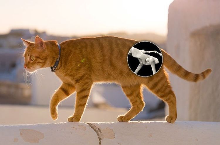 El gato cojea de la pata trasera