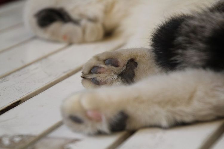 El gato cojea de una pata