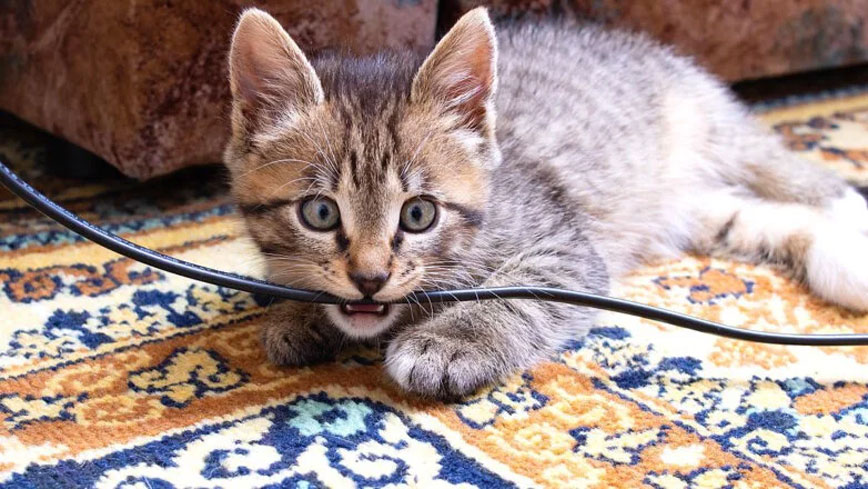 Por qué los gatitos muerden los cables y cómo corregir este hábito