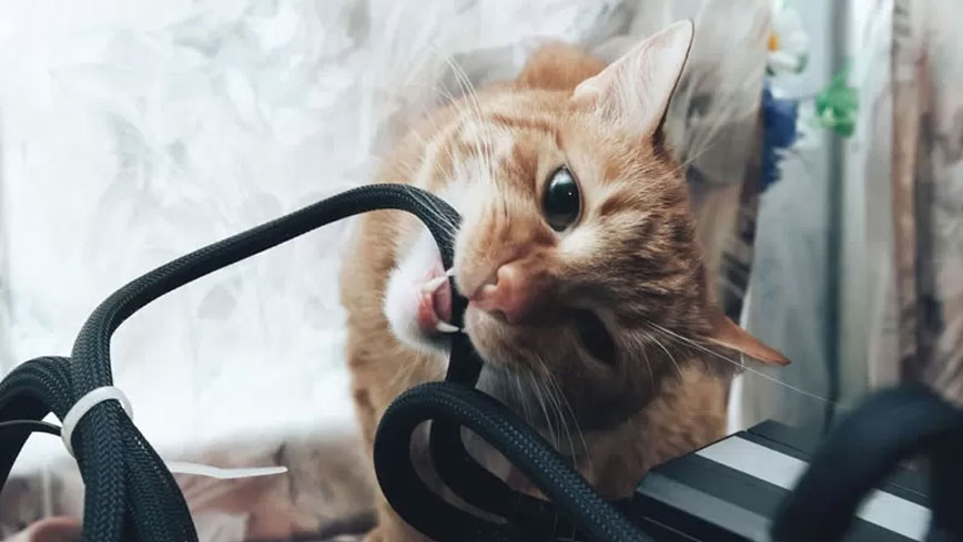 Causas del interés de los gatos por los cables y opciones para solucionar el problema
