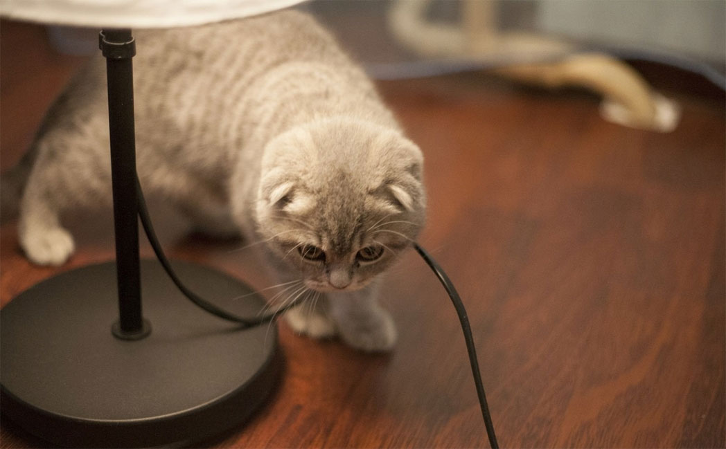 Por qué los gatos muerden los cables