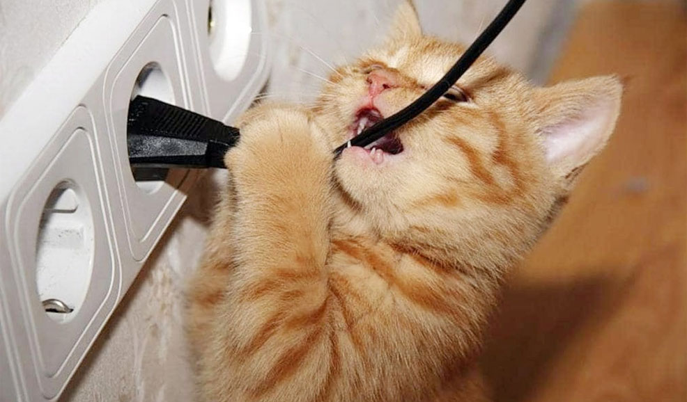 ¿Qué hacer si el gatito muerde los cables?