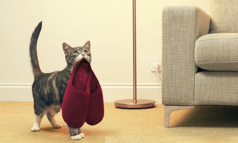 El gatito y las zapatillas