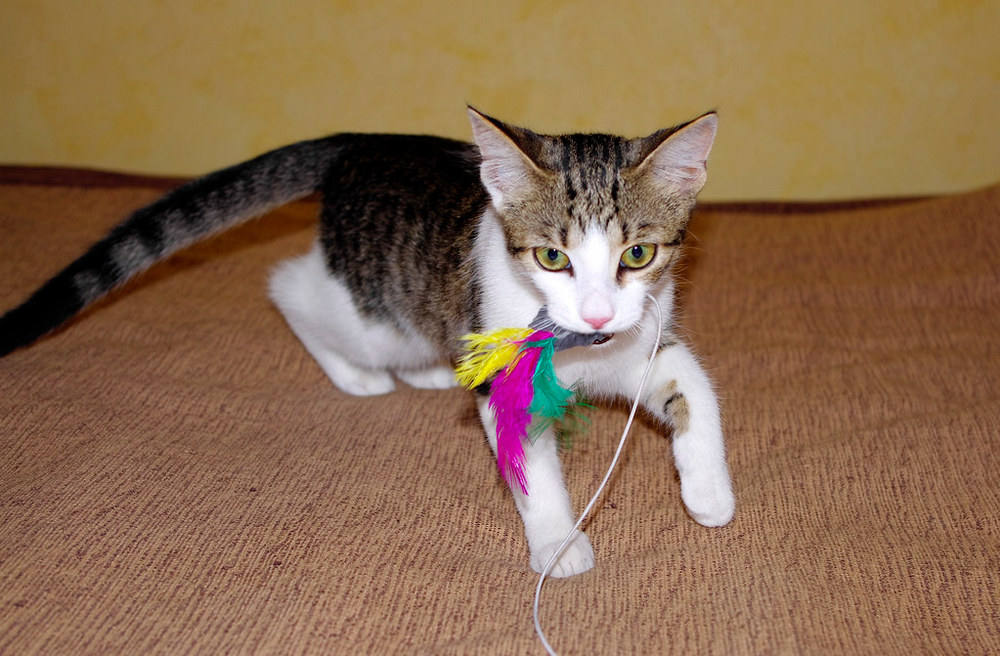 Gatito