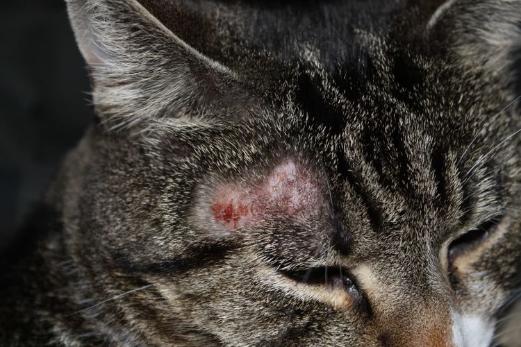 Dermatitis en gatos