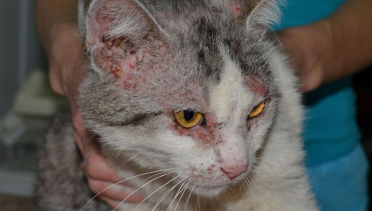 Demodicosis en gatos
