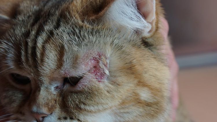 Eccema en el gato