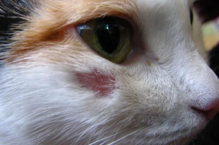 Manchas rojas en el cuerpo de la gata