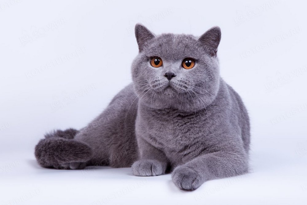 British Shorthair