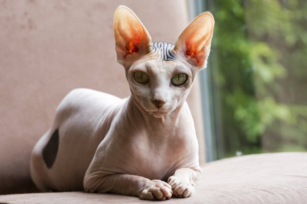 Sphynx canadiense