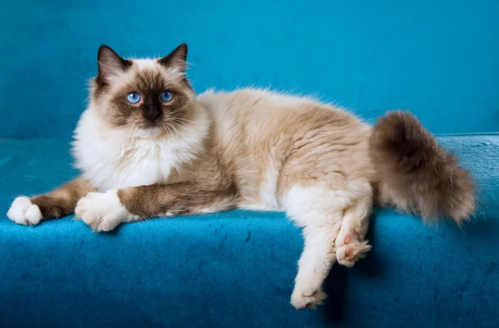 Gato de raza Ragdoll