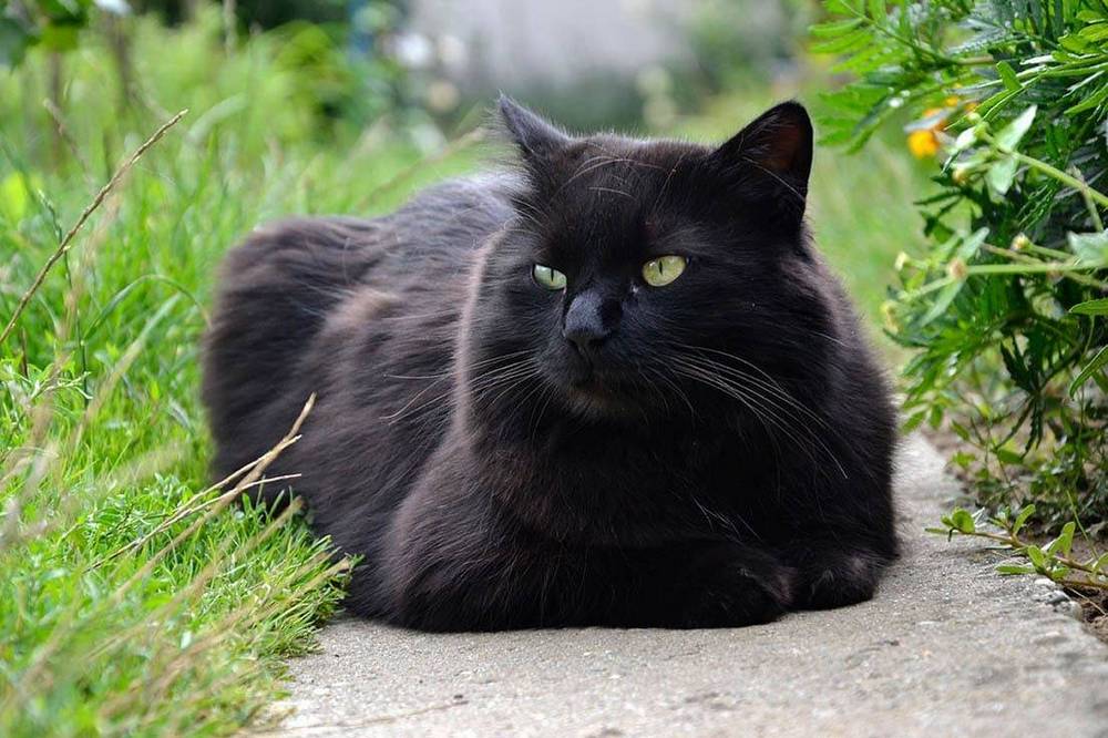 Gato de raza Chantilly-Tiffany