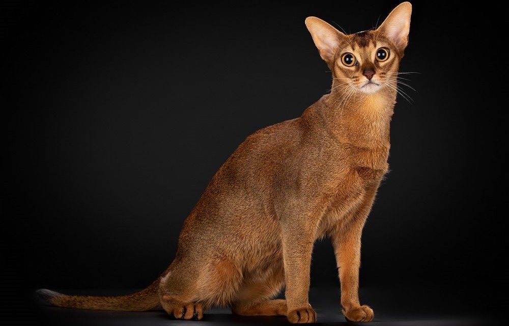 Gato abisinio