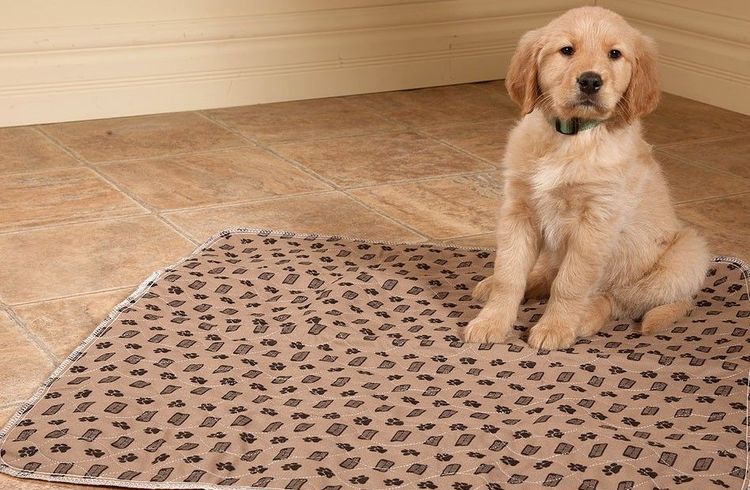 Cachorro sobre un pañal reutilizable para perros