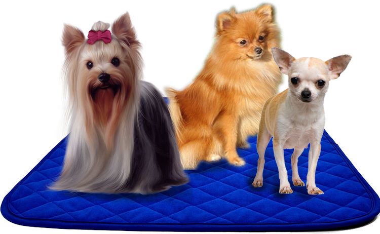 Pañales reutilizables para perros