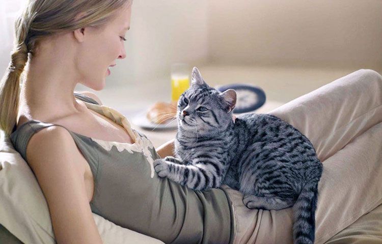 El paso de la leche felino