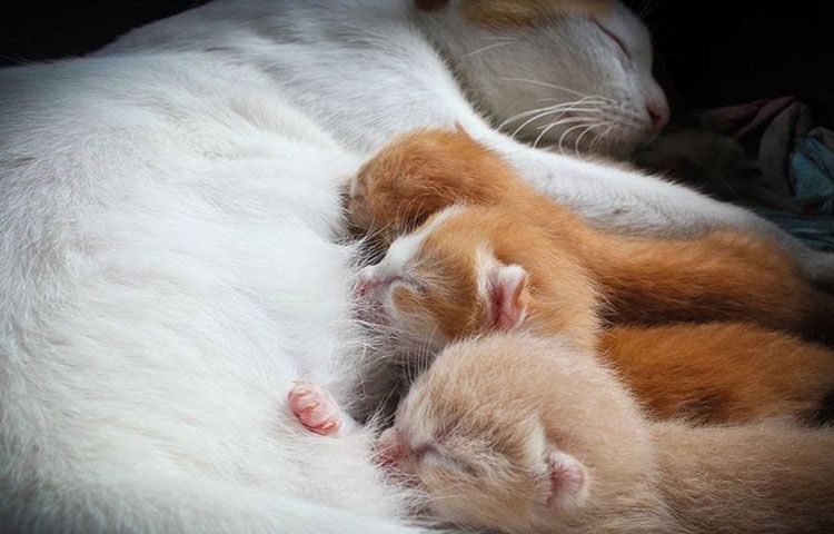 Gatitos anaranjados con su madre