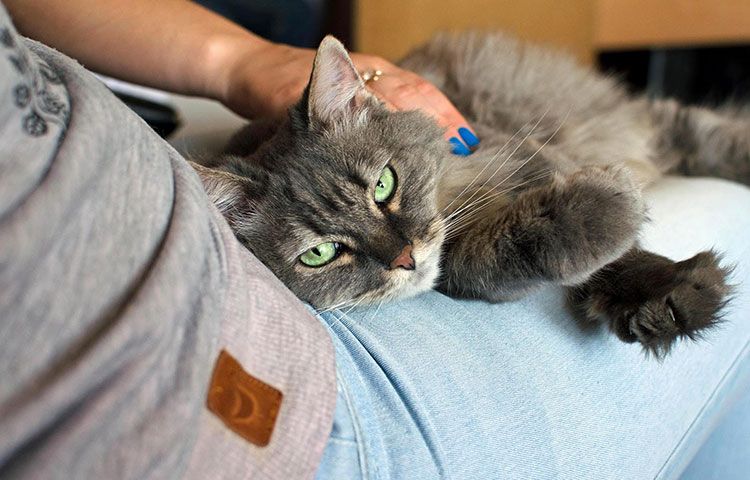 Gato gris y peludo