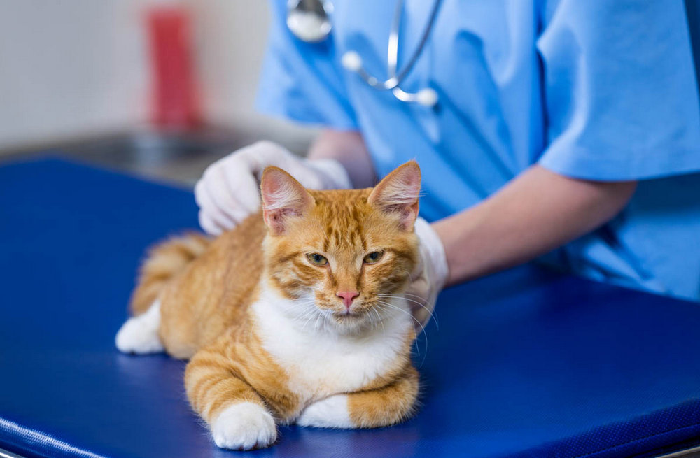 Katze beim Tierarzt