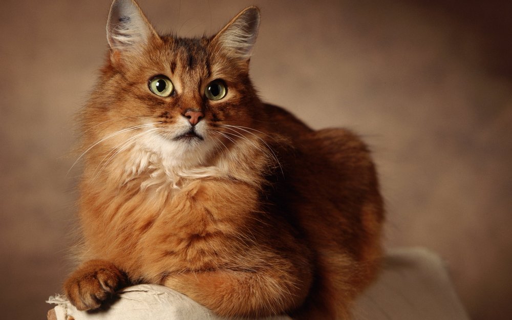 Flauschige rote Katze