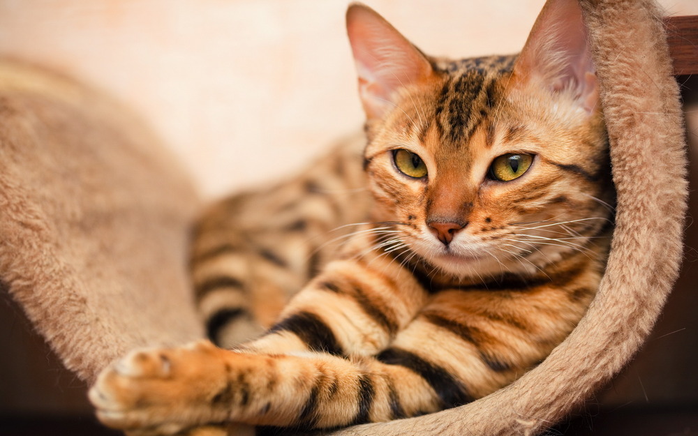 Gestreifte Katze