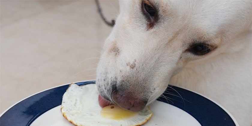 Perro comiendo un huevo