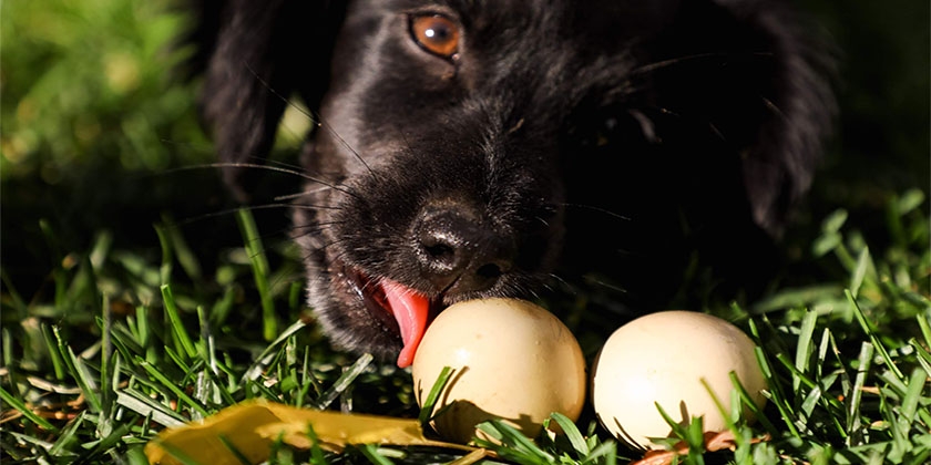 ¿Se pueden dar huevos cocidos a los perros?