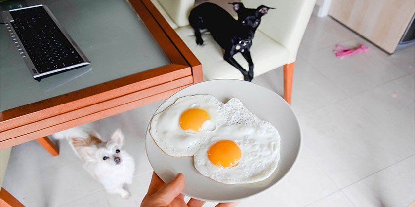 Huevos para perros