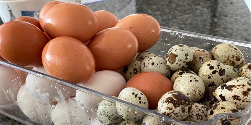 Huevos de gallina y de codorniz