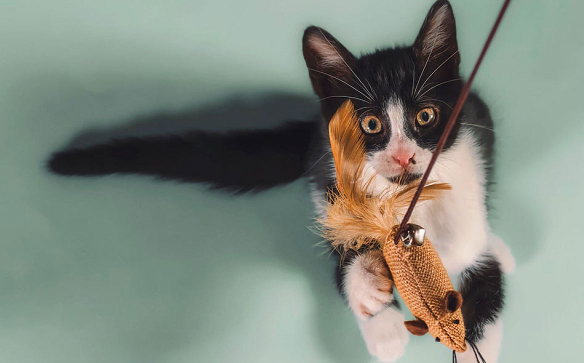 Juguete de hierba gatera para gatos hecho por uno mismo
