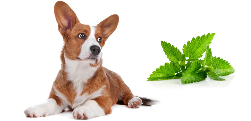 ¿Se les puede dar menta para gatos a los perros?