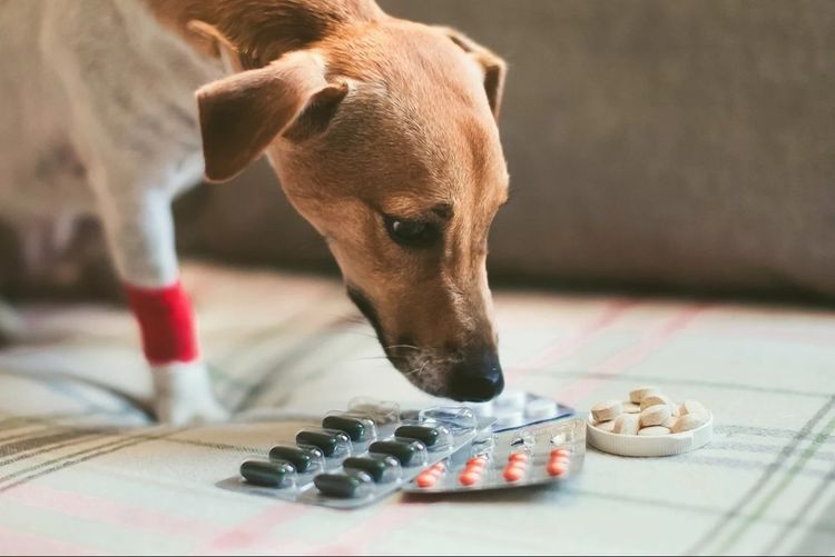 El perro huele los comprimidos